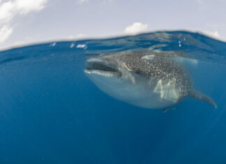 Bitcoin Whales Accumulate as BTC Market Dominance and Supply Shortage Rises — Is $31K Next?